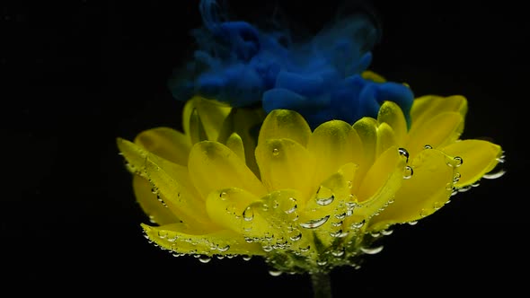Slow Motion Ink Paint Flowing in Water Near Yellow Flower on Black Background.