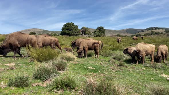 Herd of majestic European bison grazing quietly and peacefully in meadow