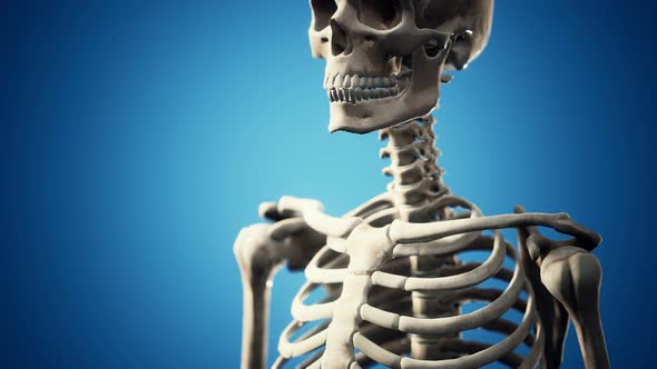Full Human Skeleton Standing alt