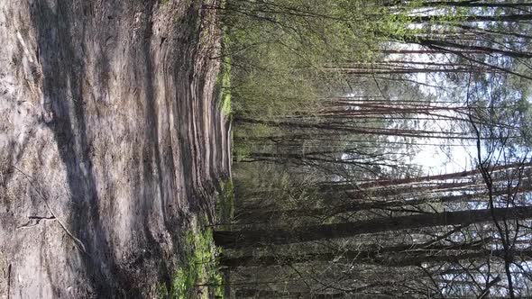 Vertical Video of a Road in the Forest Slow Motion