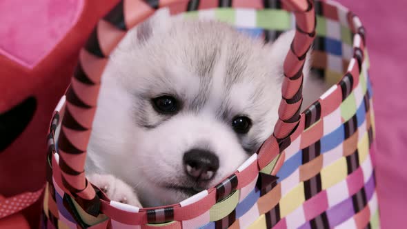 cute Valentines Day Husky puppy in a basket waking up