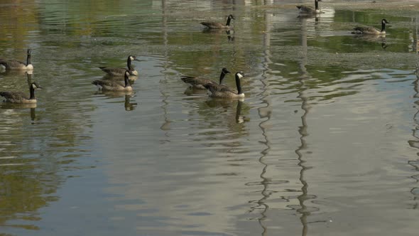 Geese floating on a lake