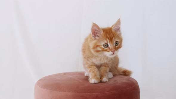 Ginger Kitten Watching Sitting on a Pink Pouf