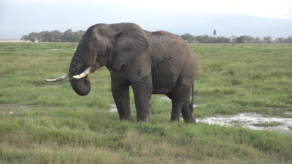 Family of Elephants on the Move. Wildlife in savanna, Kenya, Africa. African Elephants herd feeding