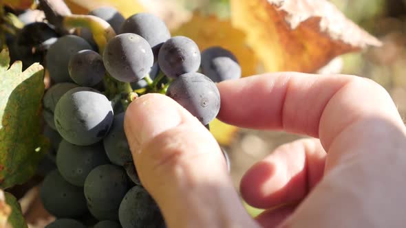 Checking cluster of grapevines  before harvest slow-mo video