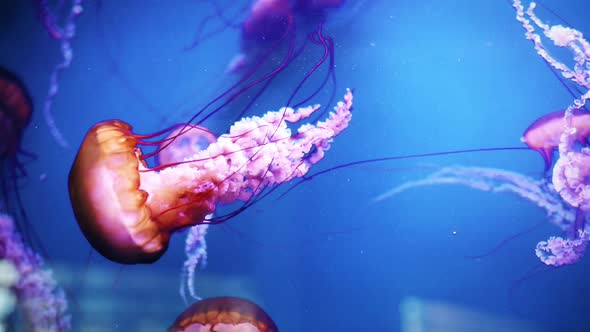 Jellyfish swimming in an aquarium