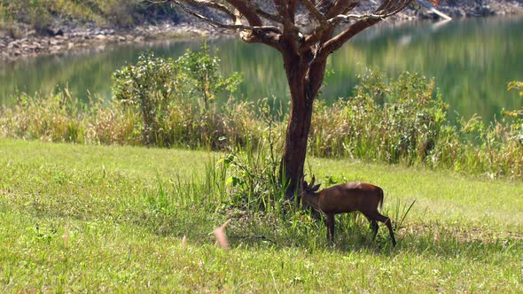 Barking Deer or Muntiacus Muntjak in Nature Field Walking on Field Near Lake