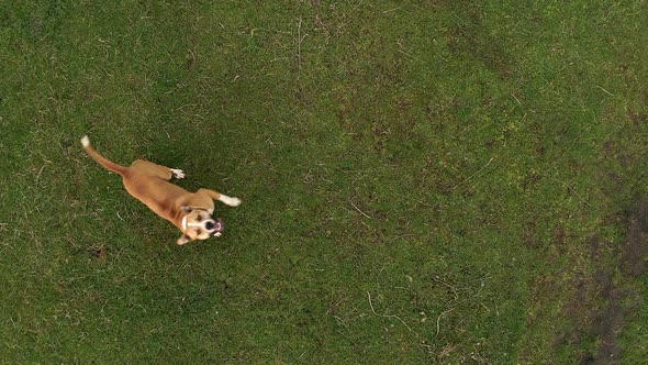 American Staffordshire Terrier