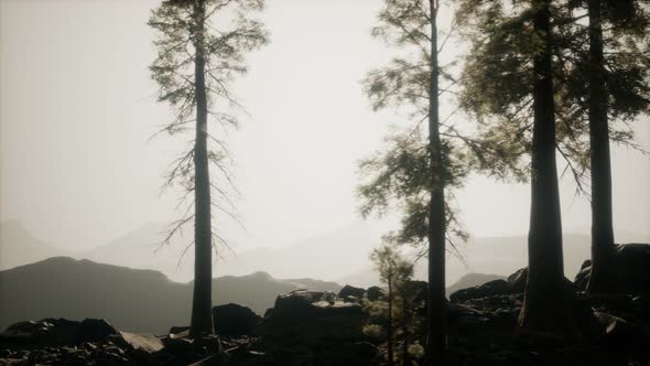 Trees in Fog in Mountains