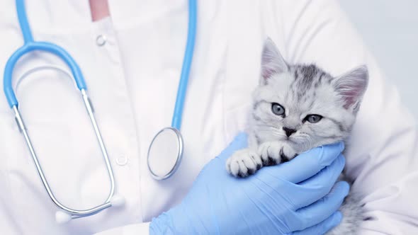 Veterinarian Doctor with Small Gray Scottish Kitten in His Arms in Medical Animal Clinic Close Up