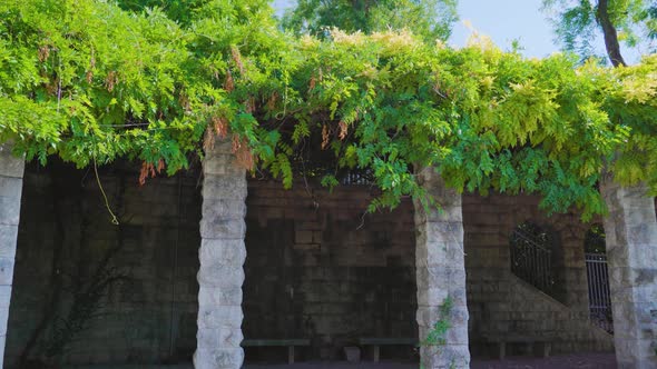 Lush Green Plants Grow on Top of Ancient Ruined Building