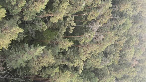 Vertical Video of a Green Forest on a Summer Day