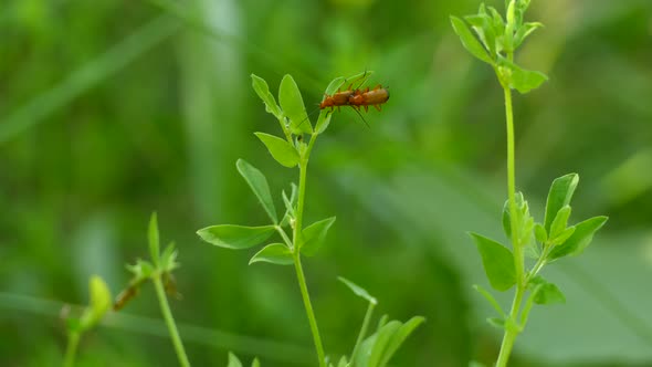 Soldier beetle bugs mating on a green plant with a natural blurred background, close up shot