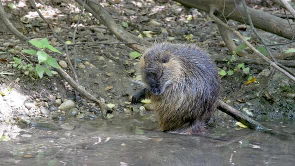 Cute Beaver cleaning body on river shore during sunlight,close up - Forest trees in background