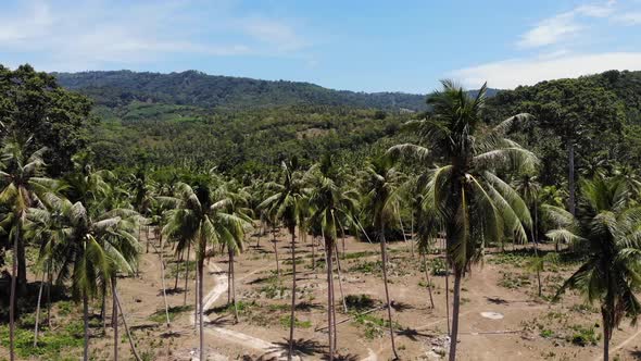 Aerial Drone View, Island Landscape, Coconut Palm Plantations, Thailand. Natural Idyllic Paradise