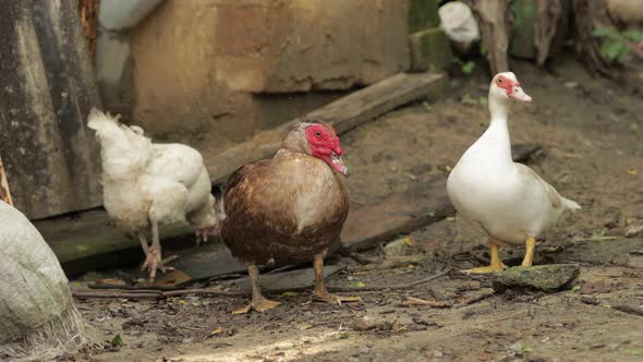 Domestic White and Brown Duck and Rooster Walk on the Ground. Background of Old Farm. Search of Food