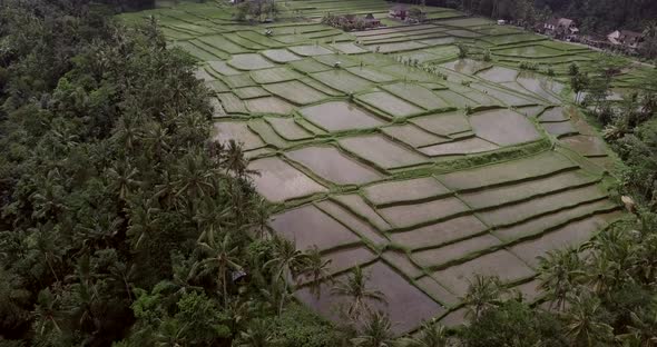 AERIAL: Rice terraces in Ubud Bali