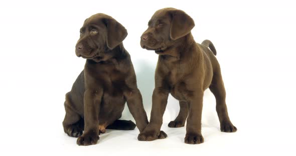 Brown Labrador Retriever, Puppies on White Background, Normandy, Slow Motion 4K