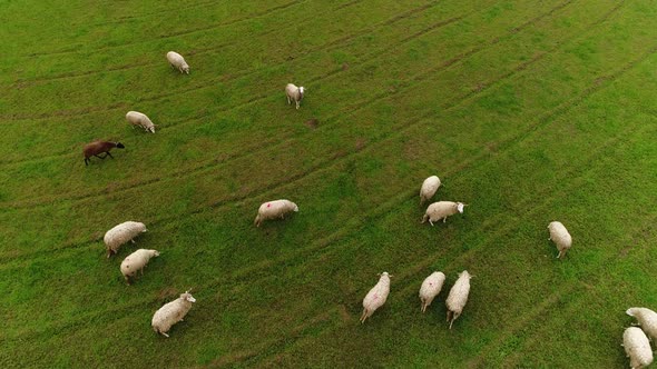 Cattle Sheep Aerial View