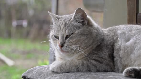 Homeless Dirty Cat Lies on a Torn Dirty Chair in the Yard