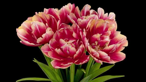 Seven Terry Tulips Burgundy Color