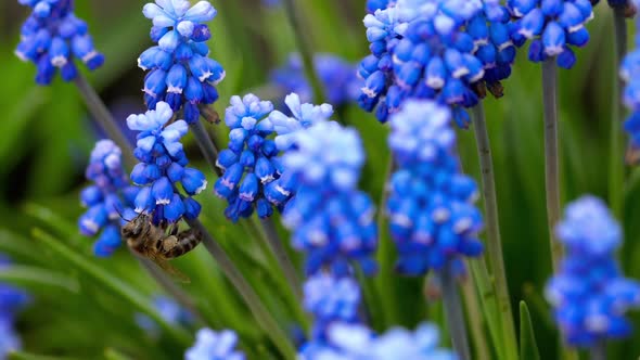 Bee Flying Near Muscari Flower