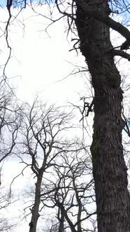 Vertical Video of the Forest with Trees Without Leaves Slow Motion