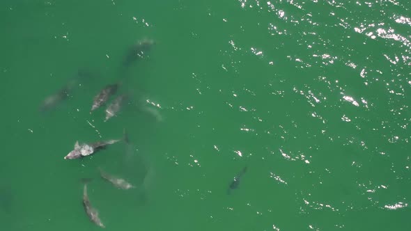 Aerial view of dolphins.