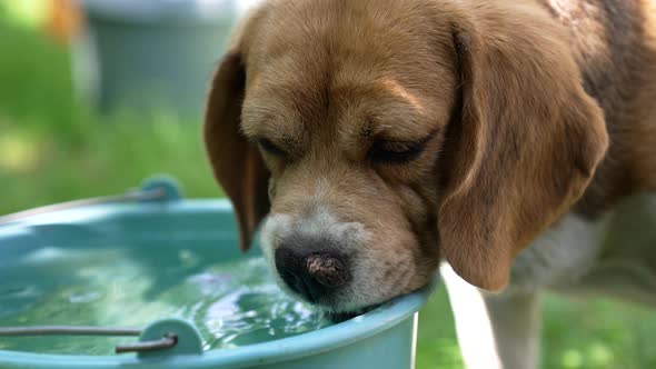 Thirsty Dog Pet Drink Water From Bucket on Hot Day Puppy