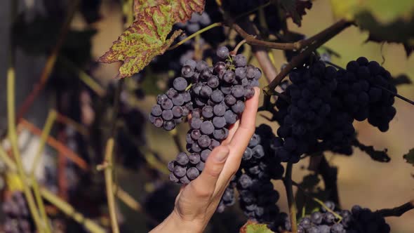 Woman Harvesting Ripe Grape