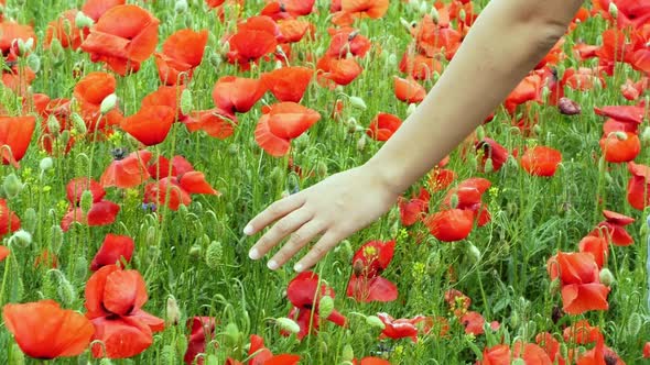 Poppies and other flowers in a green field on a bright sunny summer day.