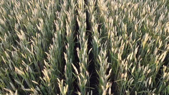 Review of grain yield, ears of wheat in rows on the field.