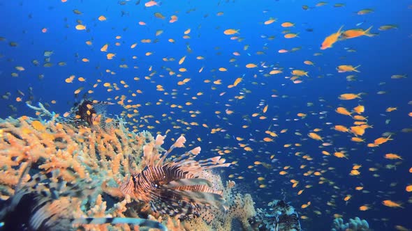 Coral Garden Seascape Lionfish