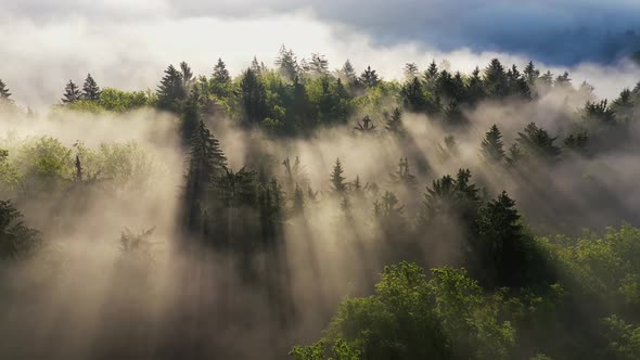 Foggy morning in the forest and landscape