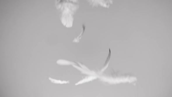 White Feathers Falling Down on Clean Background