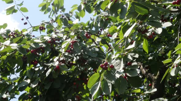 Cherry tree branches full of tasty fruit on wind 4K 2160p UltraHD footage -Slow tilting on cherry tr