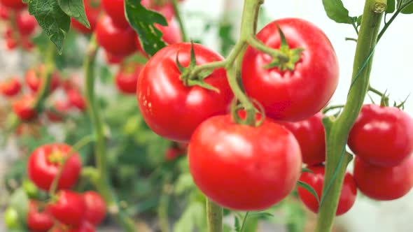 Close Up of Ripe Tomatoes on Green Branch