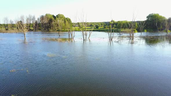 Perennial Trees Died In The Water