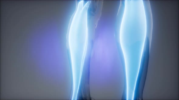 Gastrocnemius- Visible Muscle Anatomy Map alt