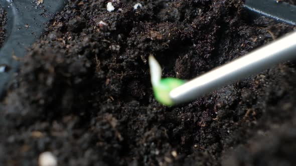 Growing Peppers From Seeds