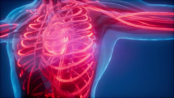 Blood Vessels of Human Body alt