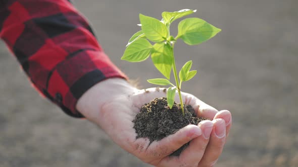 Plant Growth