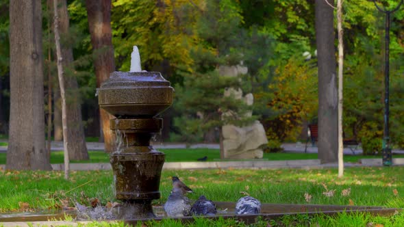 A Crow Flies in and Drinks Water From a Fountain in the Park