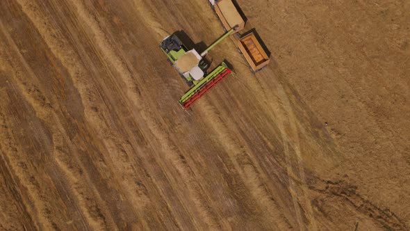 Combine Harvester Working In The Field.