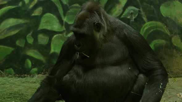 gorilla sits and forages food off the ground