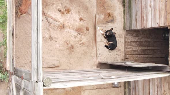 Aerial View of a Shelter for Stray Dogs