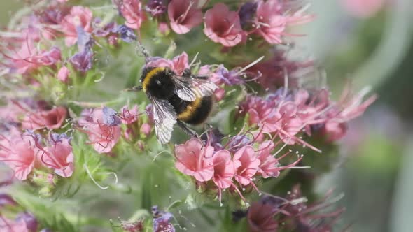 Bumble bee pollenating pink flowers Echium wildpretii tower of jewels in slow motion