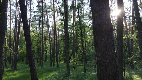 Beautiful Green Forest on a Summer Day Slow Motion