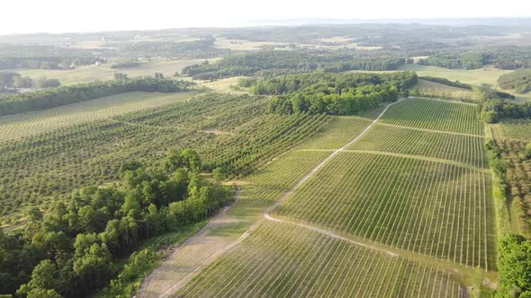 Verdant Vineyard And Cherry Orchard In Leelanau County, Traverse City, Michigan - aerial