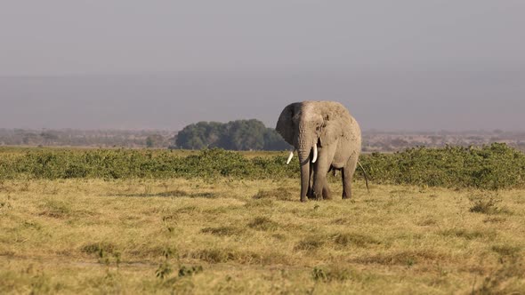 Elephants in Kenya, Africa